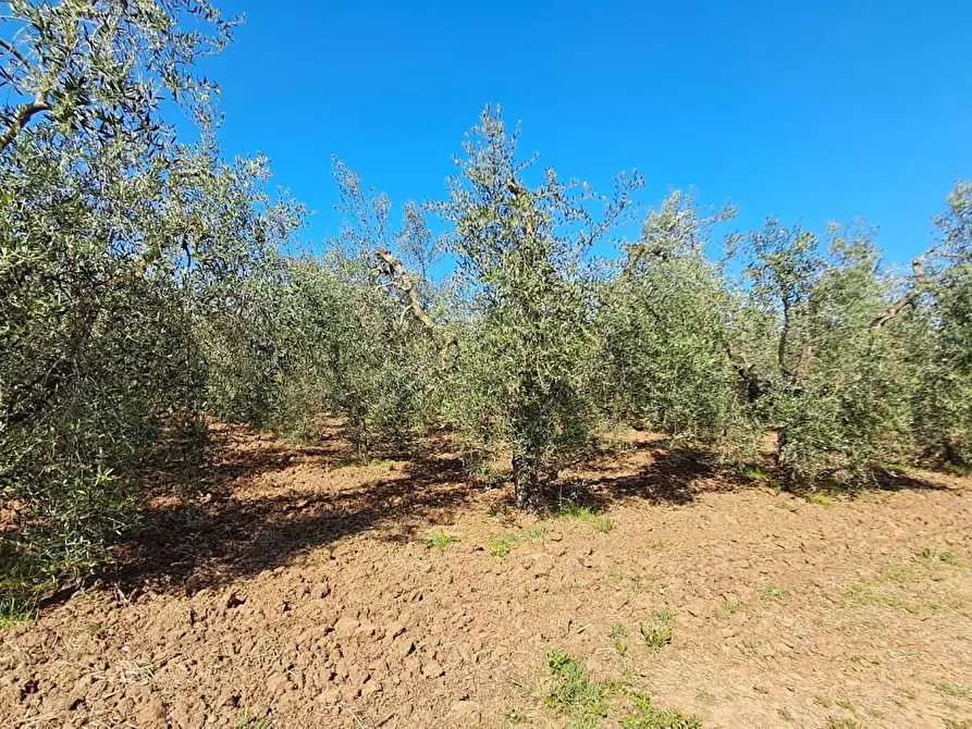 Immagine 14 di Terreno agricolo in vendita  a Cecina