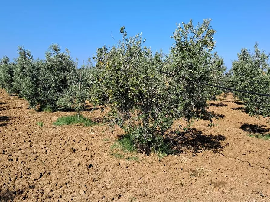 Immagine 4 di Terreno agricolo in vendita  a Cecina