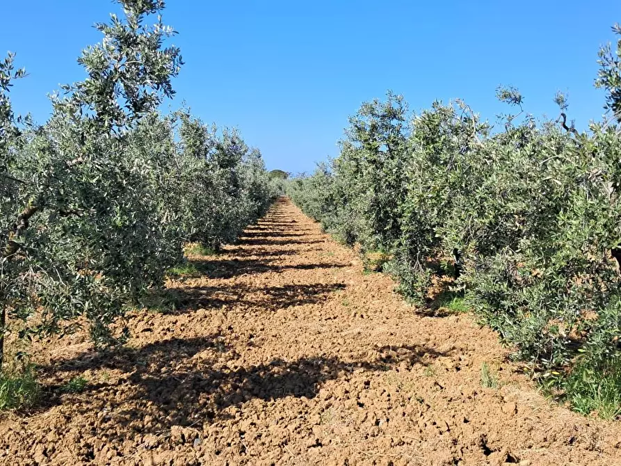 Immagine 15 di Terreno agricolo in vendita  a Cecina