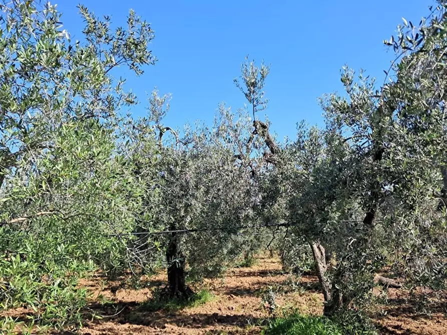 Immagine 7 di Azienda agricola in vendita  a Cecina