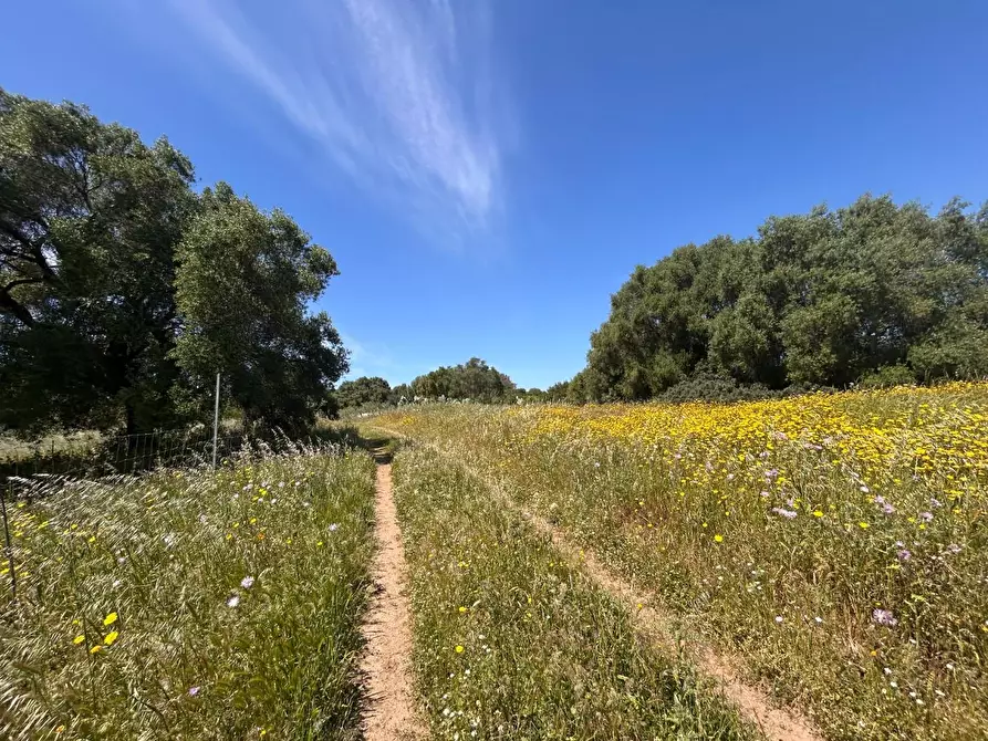 Immagine 15 di Terreno agricolo in vendita  a Arzachena