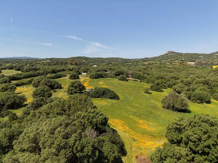 Immagine 8 di Terreno agricolo in vendita  a Arzachena