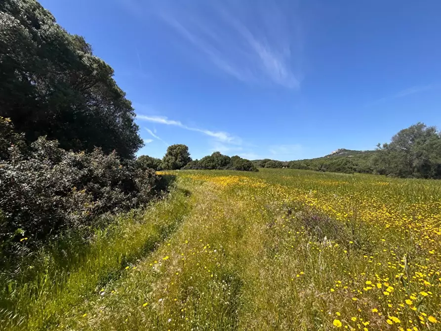 Immagine 18 di Terreno agricolo in vendita  a Arzachena