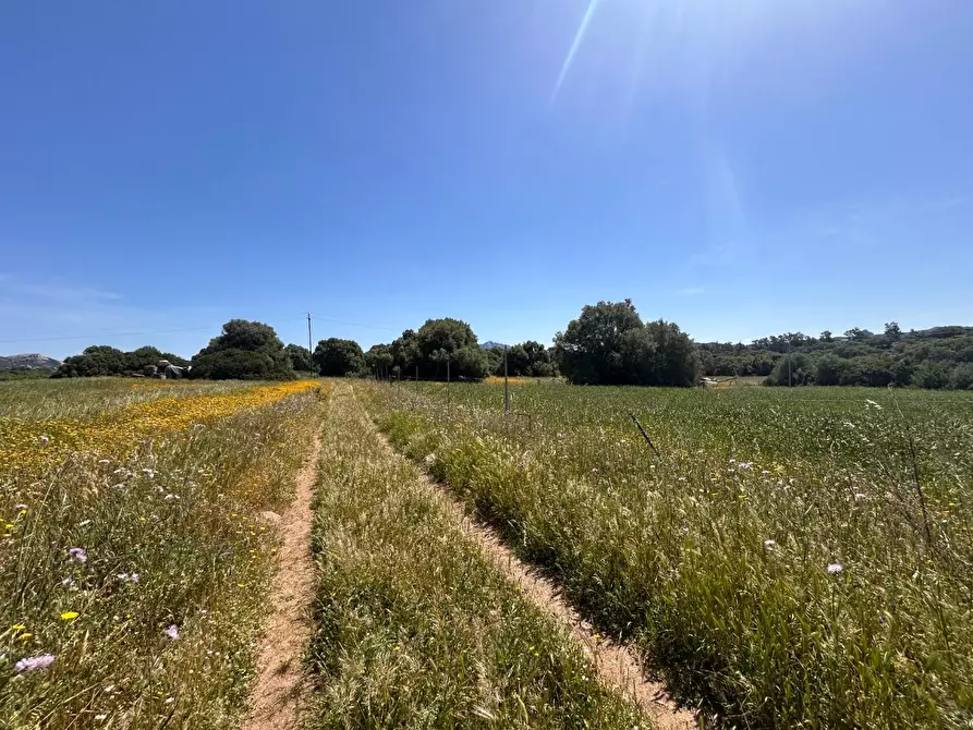 Immagine 17 di Terreno agricolo in vendita  a Arzachena