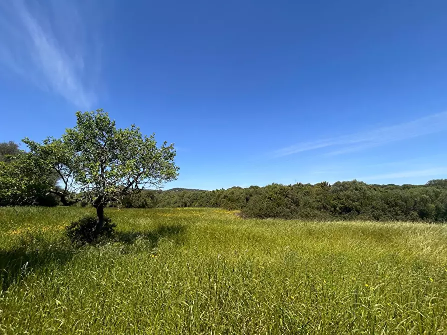 Immagine 19 di Terreno agricolo in vendita  a Arzachena
