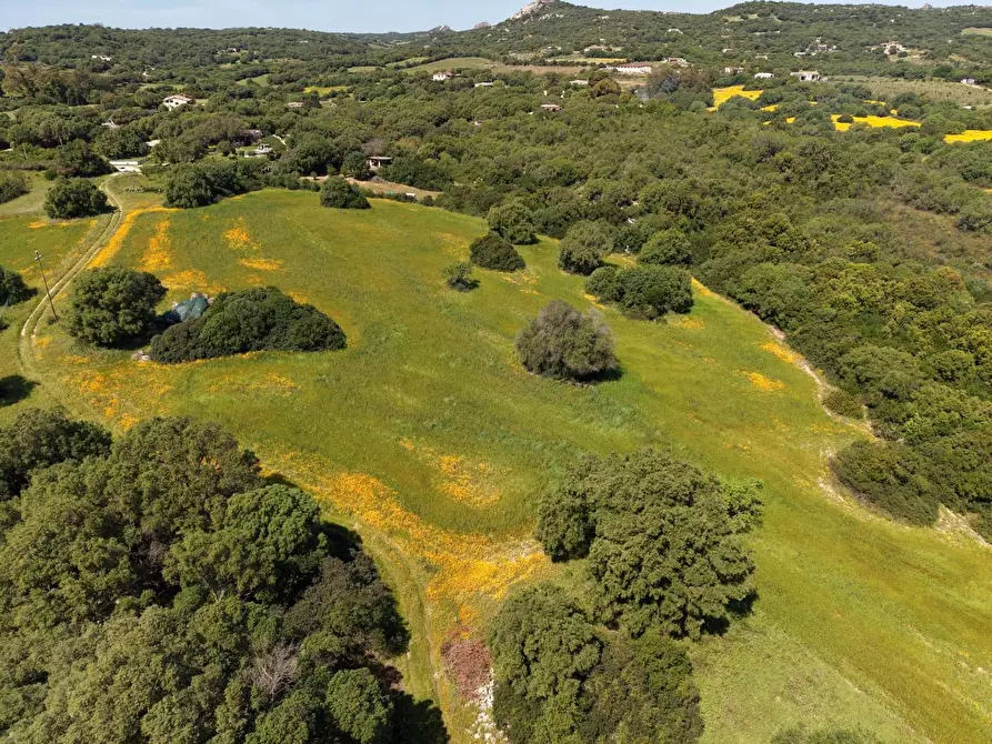 Immagine 6 di Terreno agricolo in vendita  a Arzachena