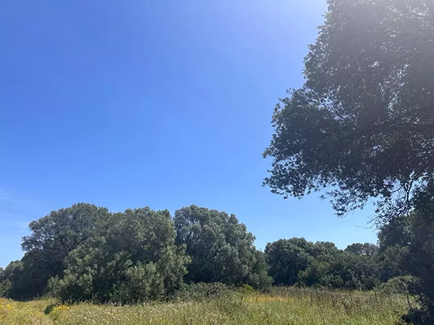 Immagine 42 di Terreno agricolo in vendita  a Arzachena
