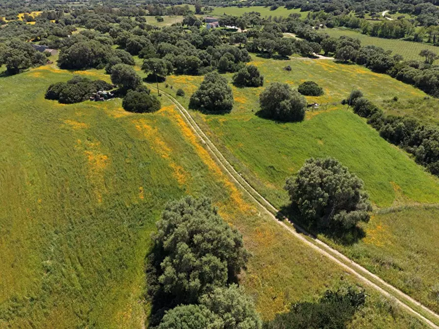 Immagine 9 di Terreno agricolo in vendita  a Arzachena