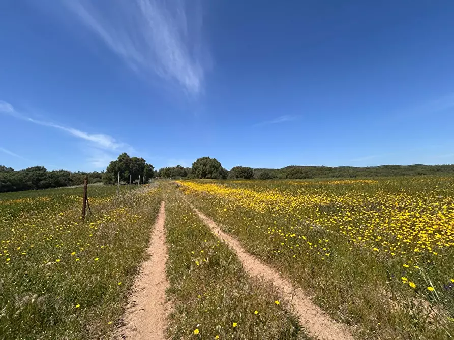 Immagine 16 di Terreno agricolo in vendita  a Arzachena