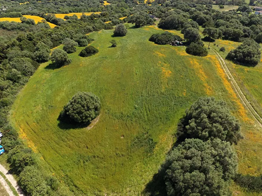 Immagine 14 di Terreno agricolo in vendita  a Arzachena
