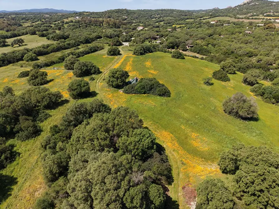 Immagine 5 di Terreno agricolo in vendita  a Arzachena