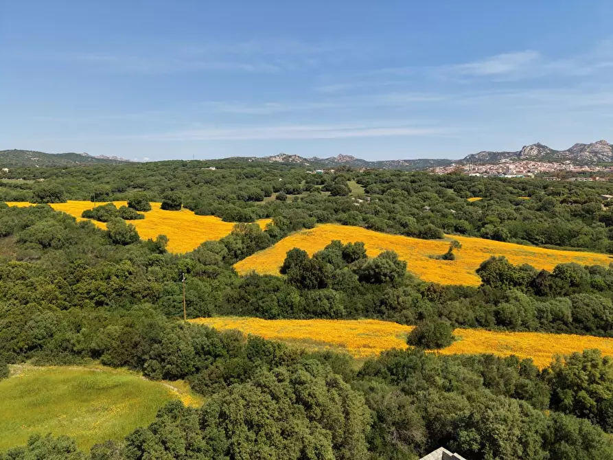 Immagine 7 di Terreno agricolo in vendita  a Arzachena