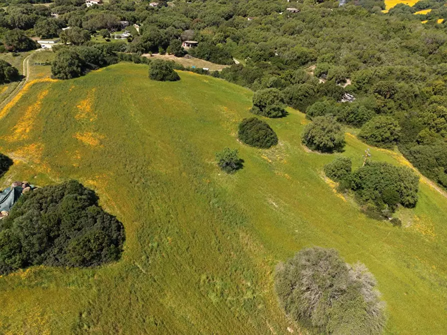 Immagine 13 di Terreno agricolo in vendita  a Arzachena