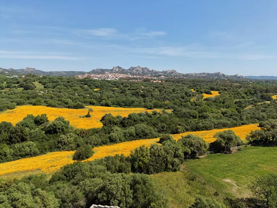 Immagine 4 di Terreno agricolo in vendita  a Arzachena