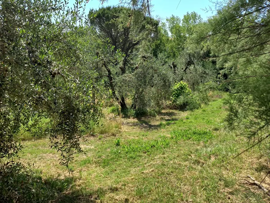 Immagine 9 di Terreno agricolo in vendita  a Peccioli