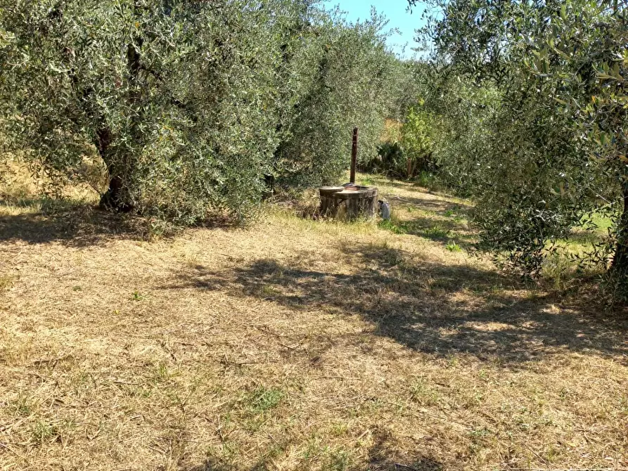 Immagine 1 di Terreno agricolo in vendita  a Peccioli