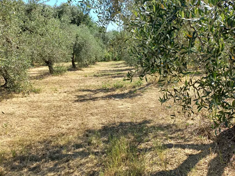 Immagine 13 di Terreno agricolo in vendita  a Peccioli