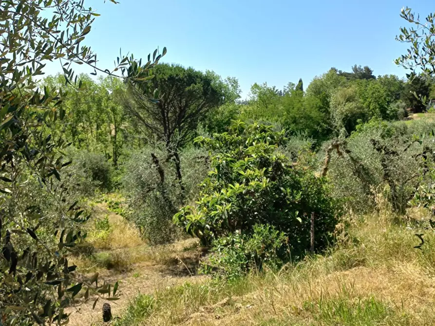 Immagine 3 di Terreno agricolo in vendita  a Peccioli