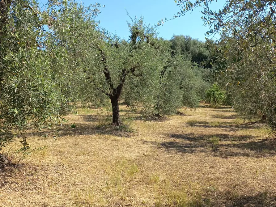 Immagine 2 di Terreno agricolo in vendita  a Peccioli