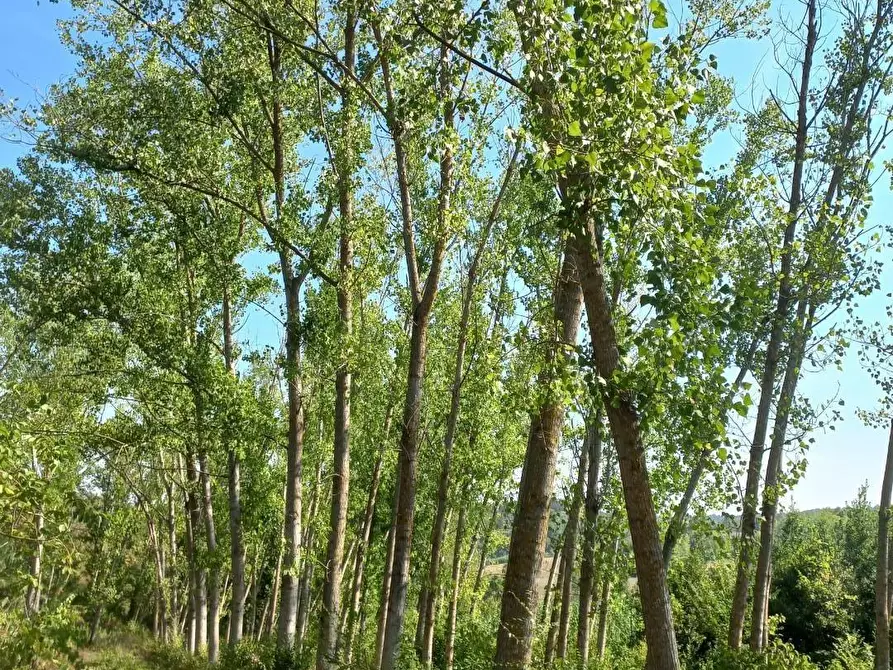 Immagine 4 di Terreno agricolo in vendita  a Peccioli