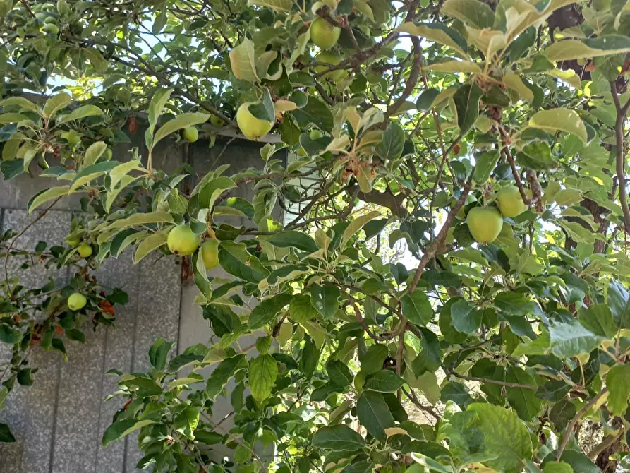 Immagine 10 di Terreno agricolo in vendita  a Peccioli