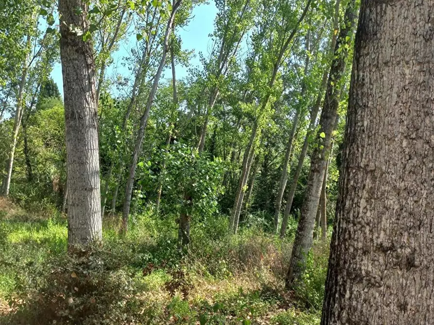 Immagine 5 di Terreno agricolo in vendita  a Peccioli