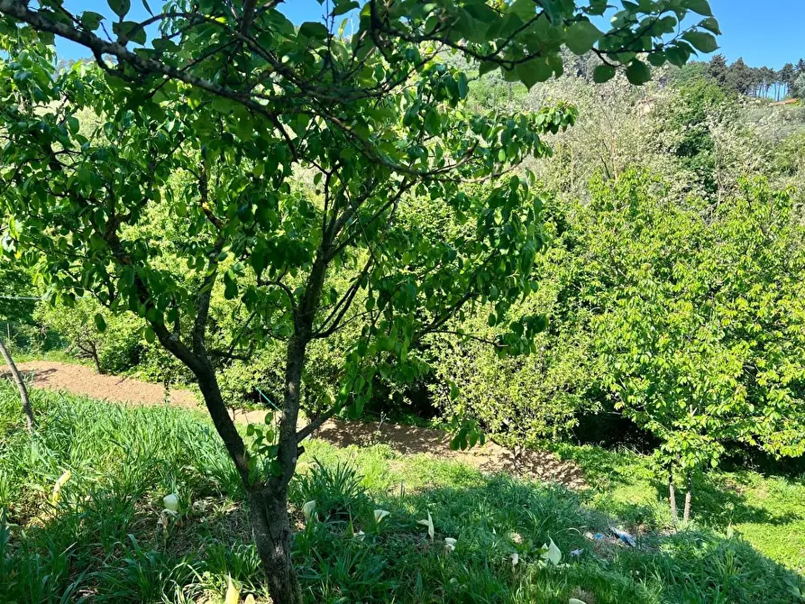 Immagine 57 di Terratetto in vendita  a Capannori