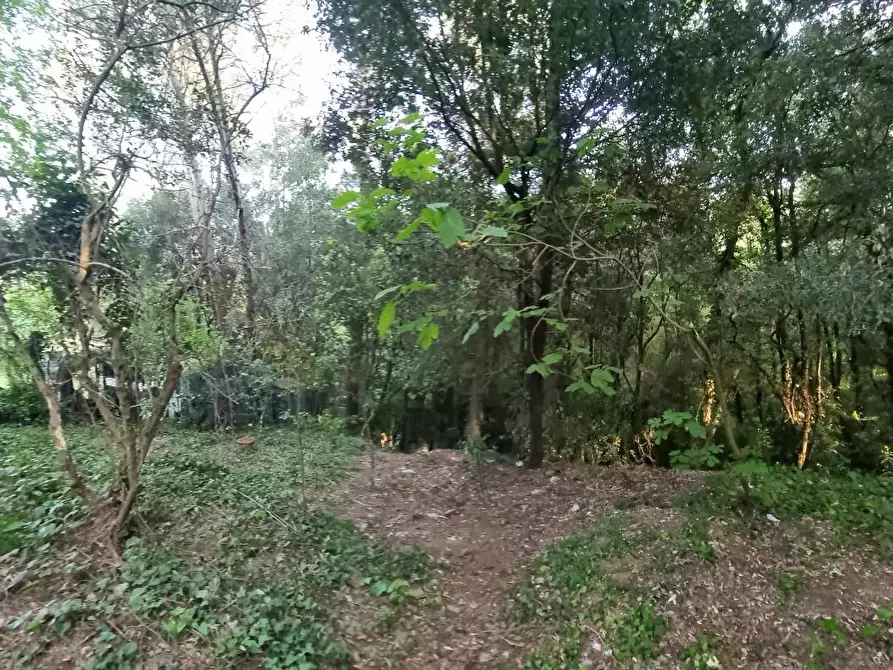 Immagine 19 di Terreno agricolo in vendita  a Livorno