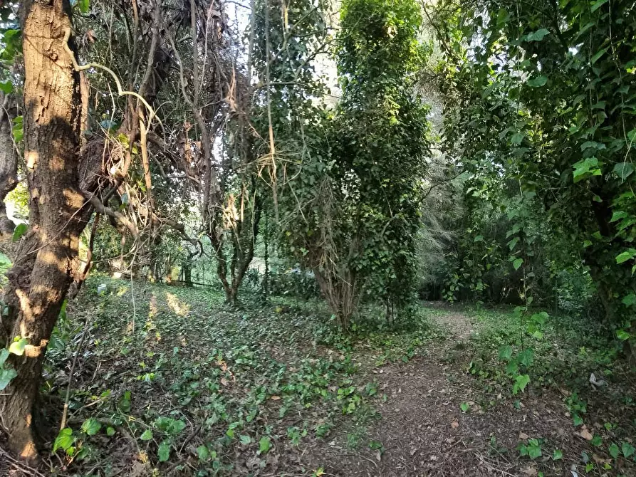 Immagine 12 di Terreno agricolo in vendita  a Livorno