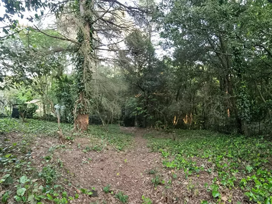 Immagine 16 di Terreno agricolo in vendita  a Livorno