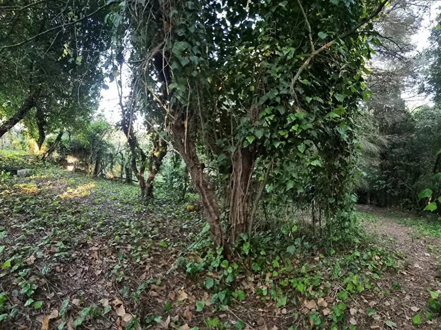 Immagine 15 di Terreno agricolo in vendita  a Livorno