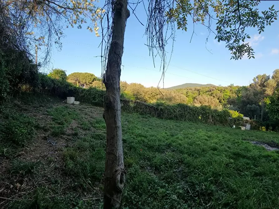 Immagine 3 di Terreno agricolo in vendita  a Livorno