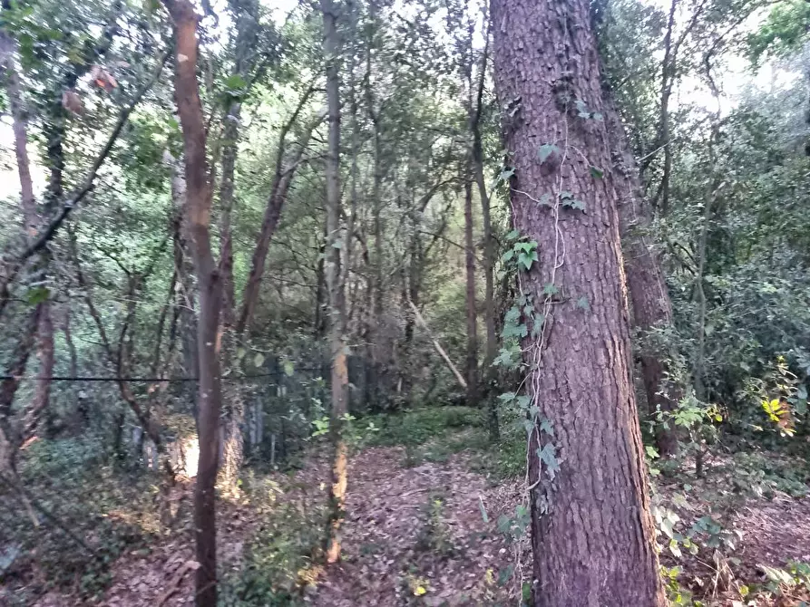 Immagine 20 di Terreno agricolo in vendita  a Livorno
