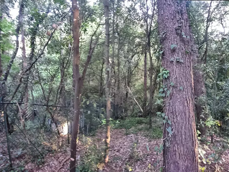 Immagine 21 di Terreno agricolo in vendita  a Livorno