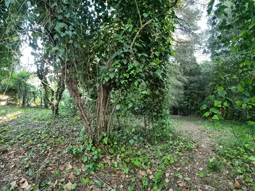 Immagine 14 di Terreno agricolo in vendita  a Livorno