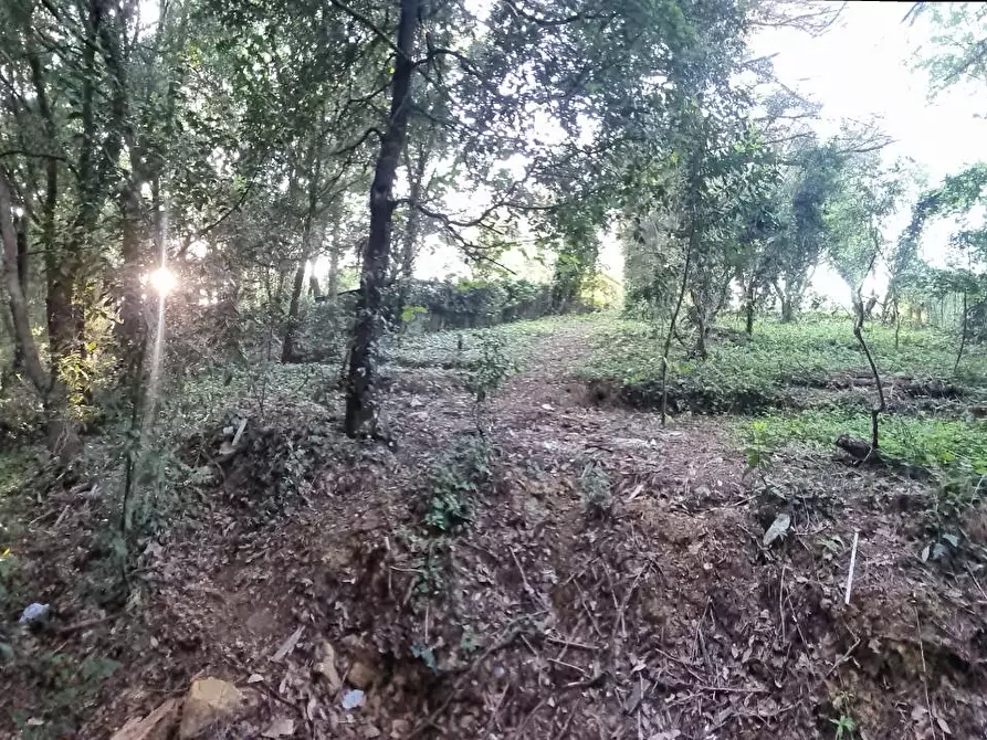 Immagine 23 di Terreno agricolo in vendita  a Livorno