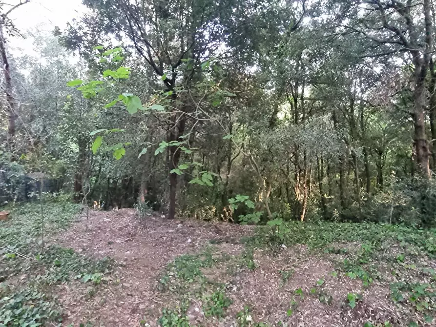 Immagine 18 di Terreno agricolo in vendita  a Livorno
