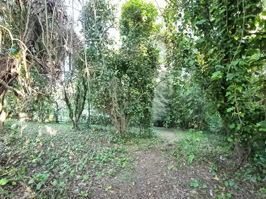 Immagine 13 di Terreno agricolo in vendita  a Livorno