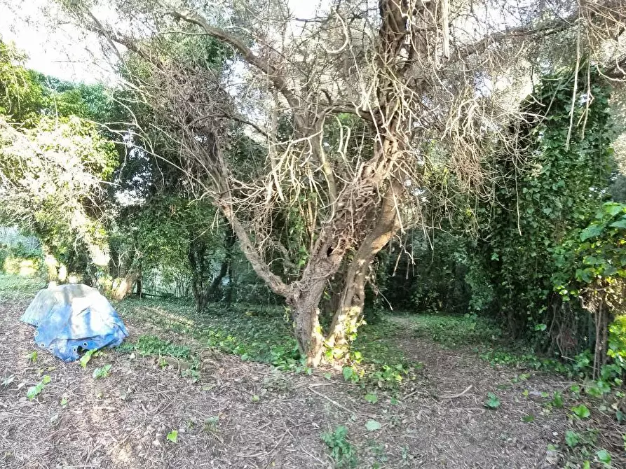 Immagine 11 di Terreno agricolo in vendita  a Livorno