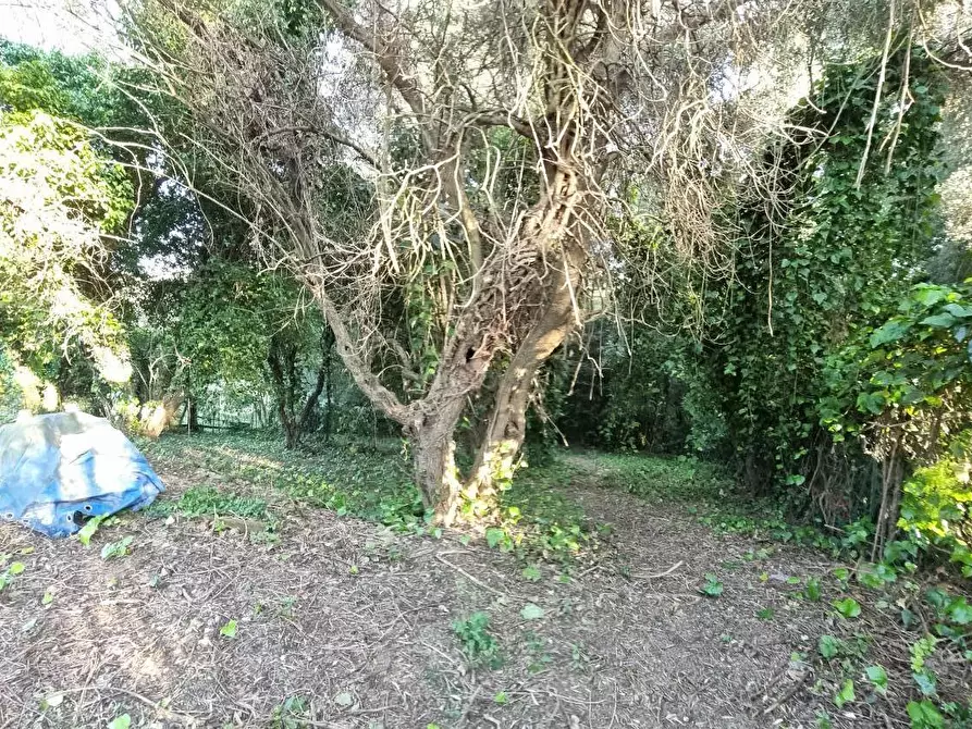Immagine 10 di Terreno agricolo in vendita  a Livorno