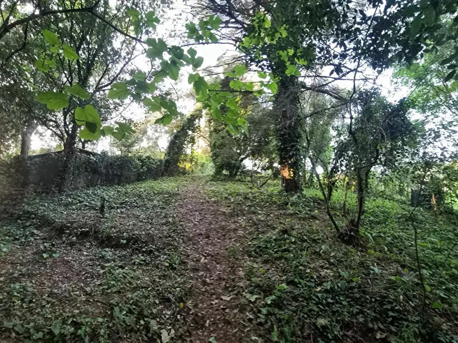 Immagine 25 di Terreno agricolo in vendita  a Livorno