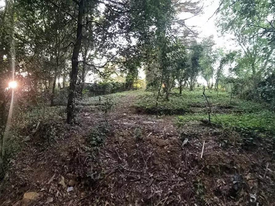 Immagine 22 di Terreno agricolo in vendita  a Livorno