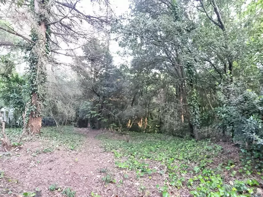 Immagine 17 di Terreno agricolo in vendita  a Livorno