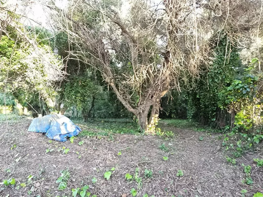 Immagine 9 di Terreno agricolo in vendita  a Livorno