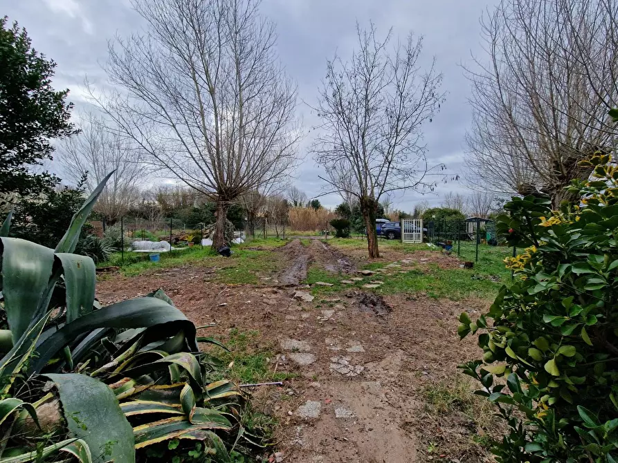 Immagine 7 di Casa colonica in vendita  a Fauglia