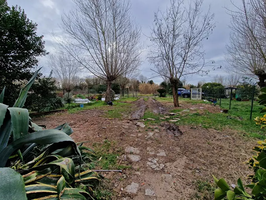 Immagine 8 di Casa colonica in vendita  a Fauglia