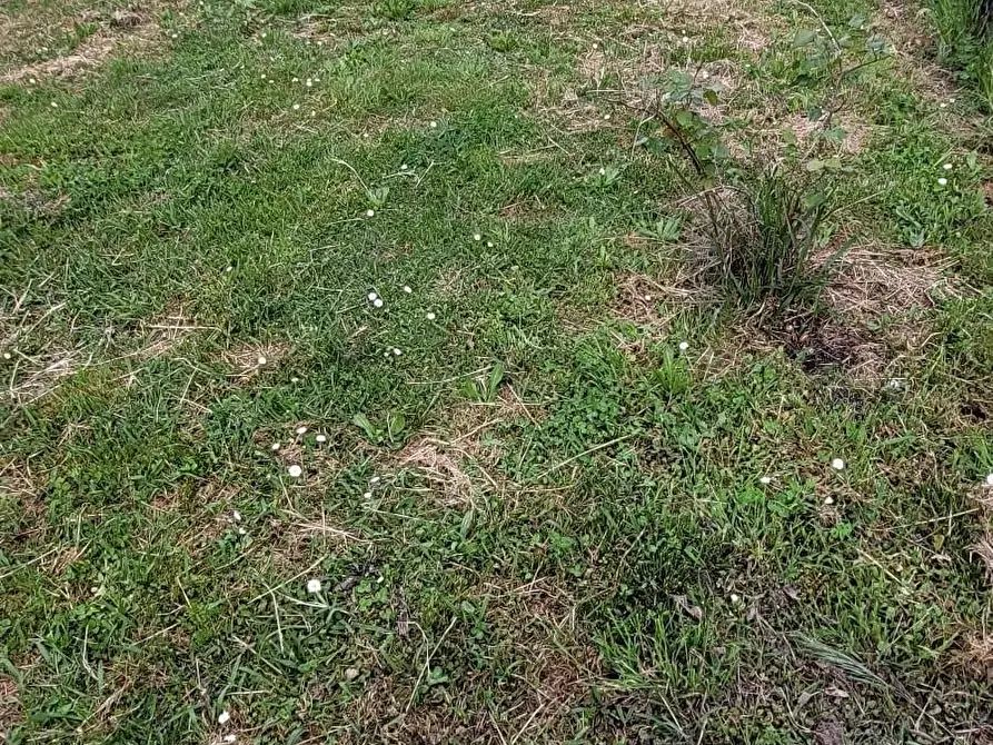 Immagine 43 di Appartamento in vendita  a Pisa