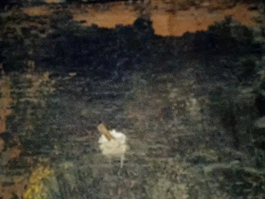 Immagine 25 di Magazzino in vendita  a Vicopisano