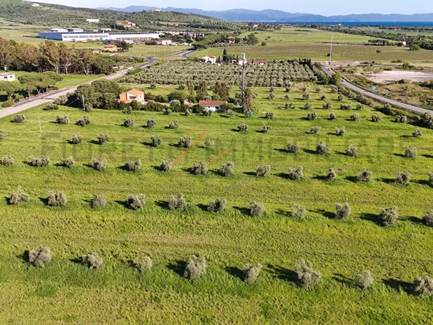 Immagine 2 di Terreno agricolo in vendita  a Piombino