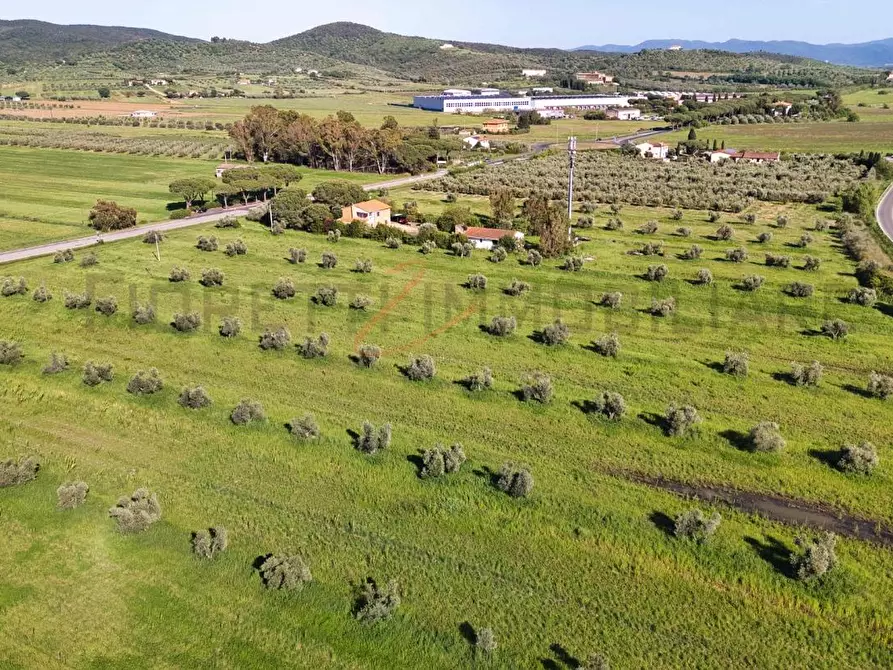 Immagine 3 di Terreno agricolo in vendita  a Piombino